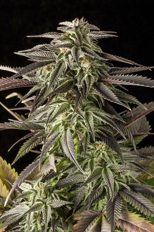 Buy Dinafem Blue Cheese Cannabis Seeds in Manchester