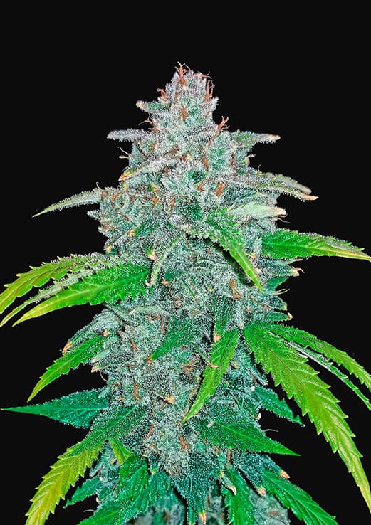 Buy Fast Buds Blue Dream Auto Cannabis Seeds in Manchester