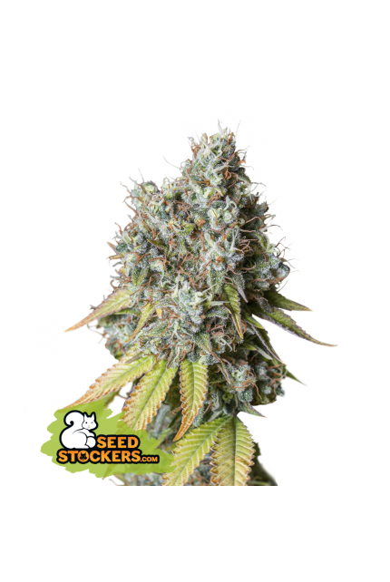 Buy Seedstockers Bruce Banner Auto Cannabis Seeds UK