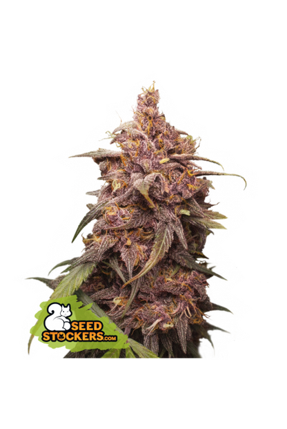 Buy Seedstockers Purple Punch Cannabis Seeds UK