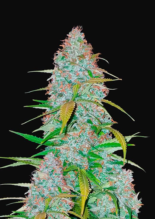 Buy Fast Buds Californian Snow Auto Cannabis Seeds in Manchester