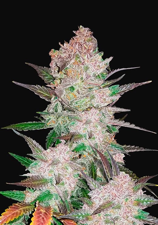 Buy Fast Buds Cream Cookies Auto Cannabis Seeds in Manchester