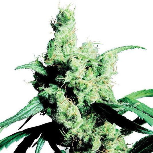 Buy Sensi Seeds Silver Haze #9 Cannabis Seeds UK
