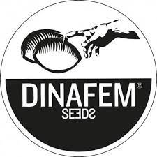 Buy Dinafem Amnesia XXL Autoflower Cannabis Seeds Pack of 5 Manchester