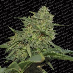 Original Cheese Feminized