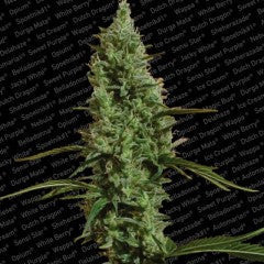 Atomical Haze Feminized