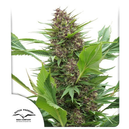 Buy Dutch Passion Frisian Duck Cannabis Seeds in Manchester
