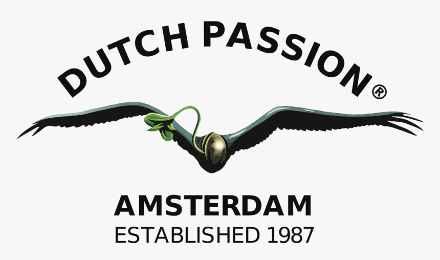 Buy Dutch Passion Cannabis Seeds in Manchester