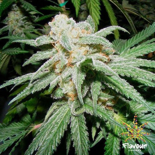 Buy Flavour Chasers Seeds Grapefruit Tangie Cannabis Seeds UK