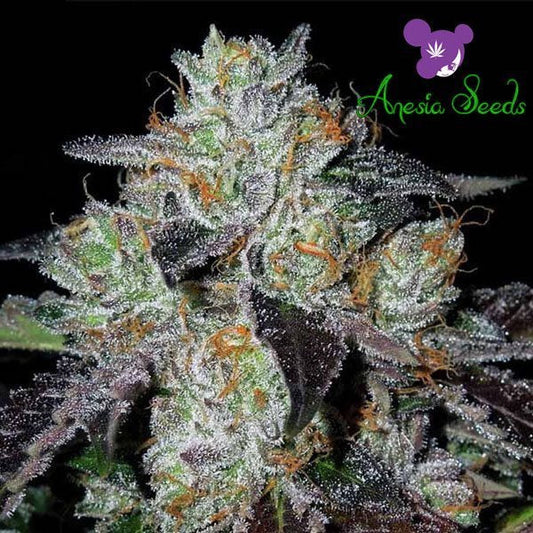 Buy Anesia Seeds Purple Domina Cannabis Seeds UK