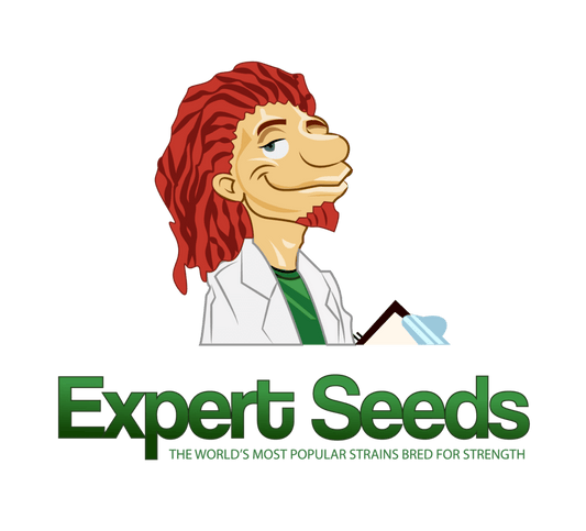Buy Glueberry Auto (Expert Seeds) UK