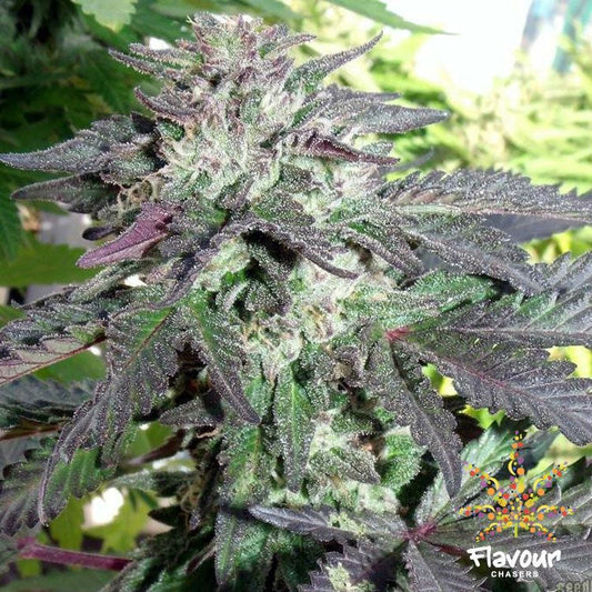Buy Flavour Chasers Seeds Cherry Pie Cannabis Seeds UK