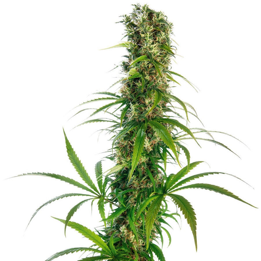 Buy Sensi Seeds Michka®Cannabis Seeds UK
