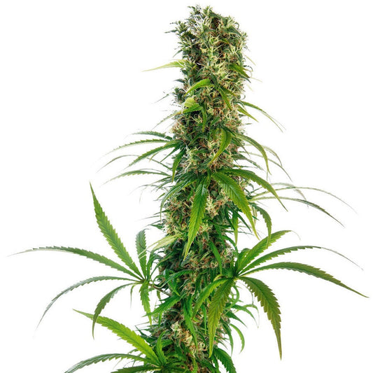 Buy Sensi Seeds Michka®Cannabis Seeds UK