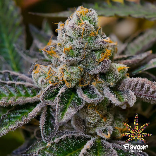 Buy Flavour Chasers Seeds Cookie Dough UK