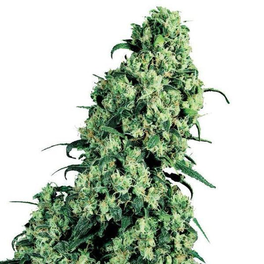 Buy Sensi Seeds Skunk #1 Cannabis Seeds UK