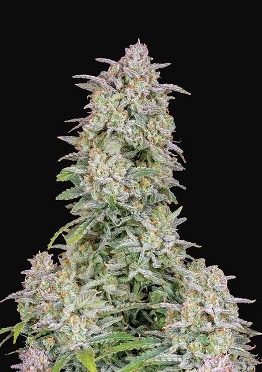 Buy Fast Buds Forbidden Runtz Auto Cannabis Seeds in Manchester