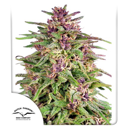 Buy Dutch Passion Frisian Dew Cannabis Seeds in Manchester