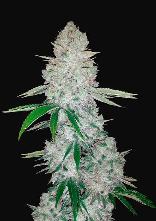 Buy Fast Buds Gorilla Glue Auto Cannabis Seeds in Manchester