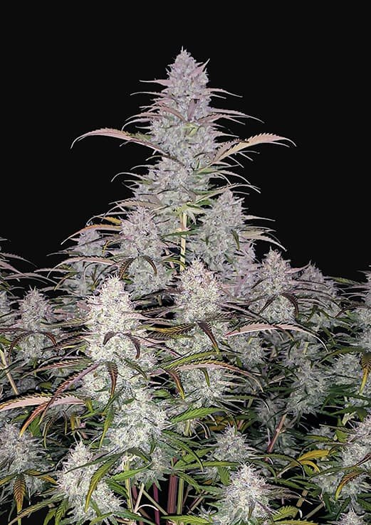 Buy Fast Buds Green Crack Auto Cannabis Seeds in Manchester