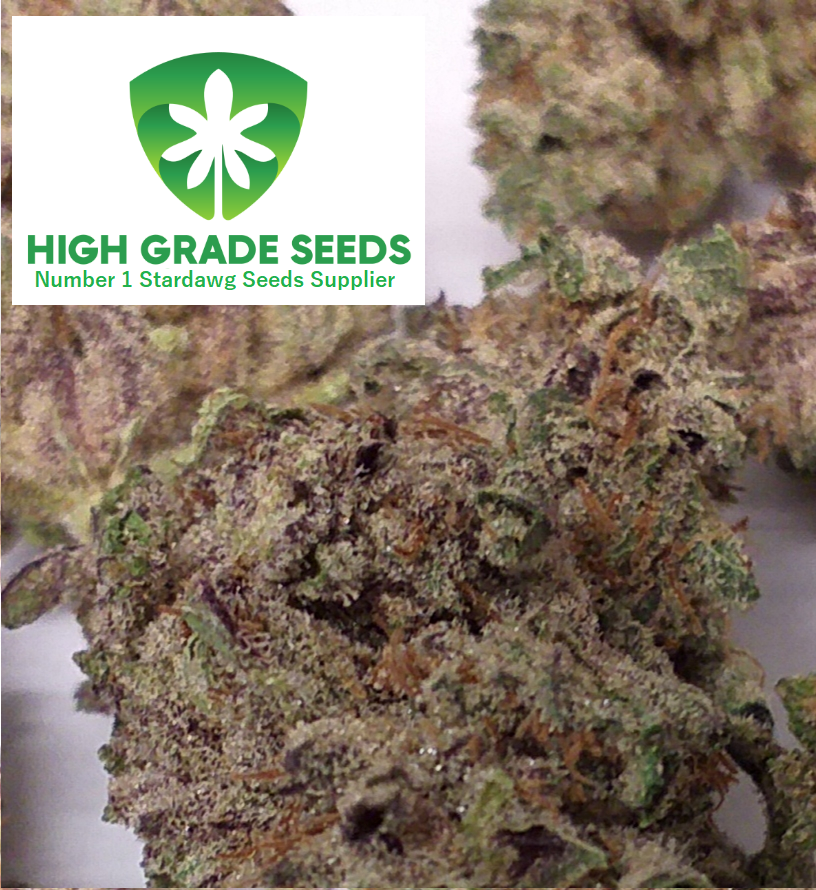 Buy Purple Stardawg Cannabis Seeds UK