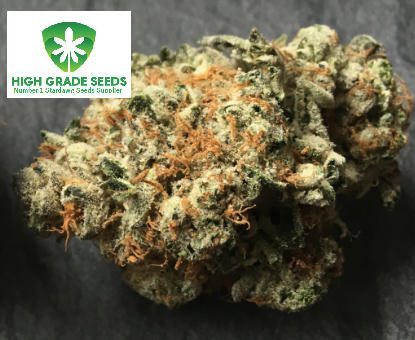 Buy Stardawg Cannabis Seeds UK