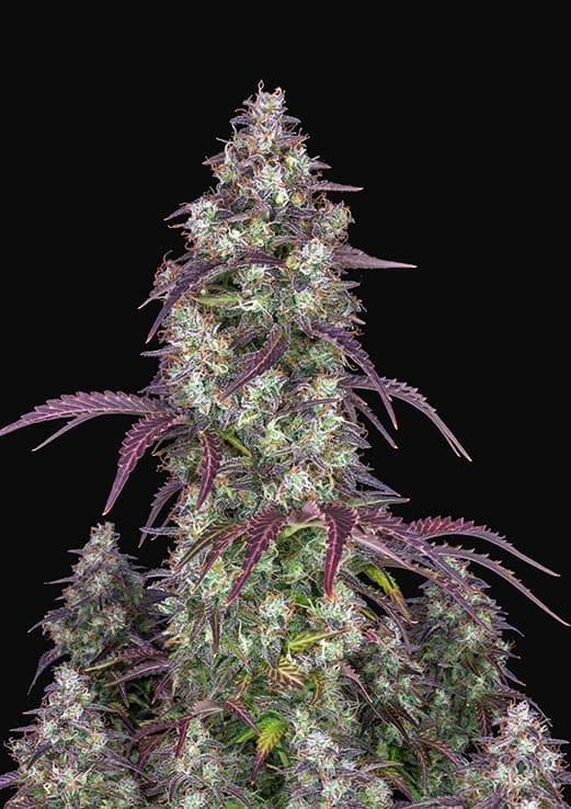 Buy Fast Buds Lemon Pie Auto Cannabis Seeds in Manchester