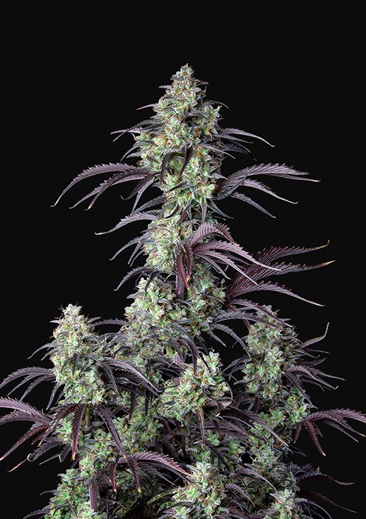 Buy Fast Buds Mimosa Cake Cannabis Seeds in Manchester