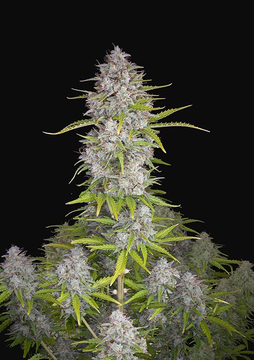 Buy Fast Buds Orange Sherbet Auto Cannabis Seeds in Manchester
