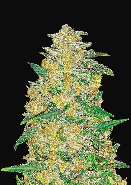 Buy Fast Buds AK Auto Cannabis Seeds in Manchester