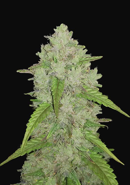 Buy Fast Buds Amnesia Haze Auto Cannabis Seeds in Manchester