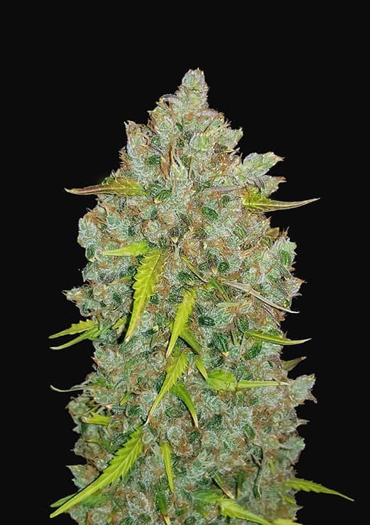Buy Fast Buds Bubblegum Auto Cannabis Seeds in Manchester