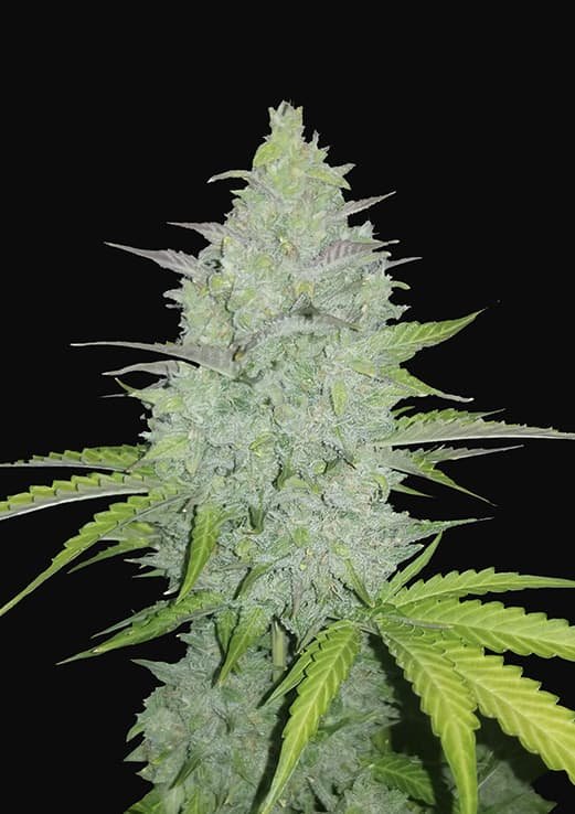 Buy Fast Buds Cheese Auto Cannabis Seeds in Manchester