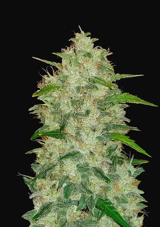 Buy Fast Buds Chemdawg Auto Cannabis Seeds in Manchester