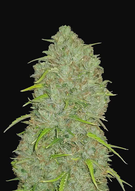 Buy Fast Buds Jack Herer Auto Cannabis Seeds in Manchester
