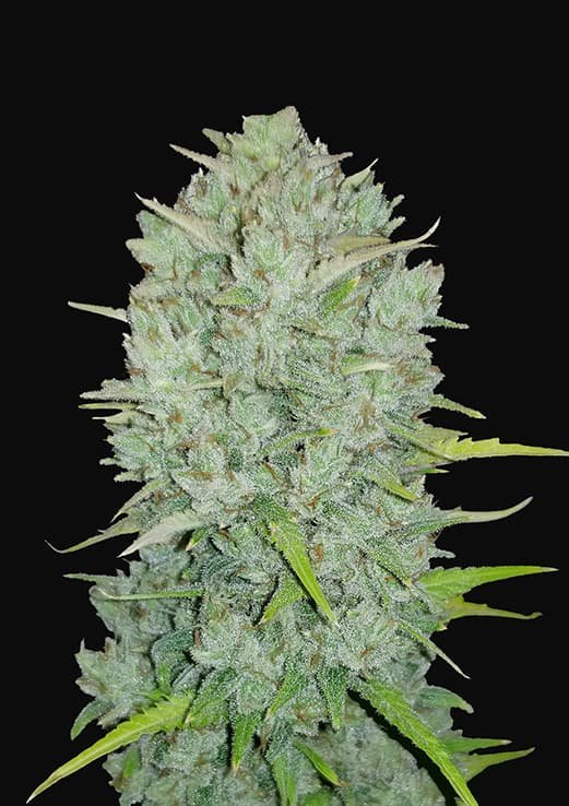 Buy Fast Buds Northern Lights Auto Cannabis Seeds in Manchester