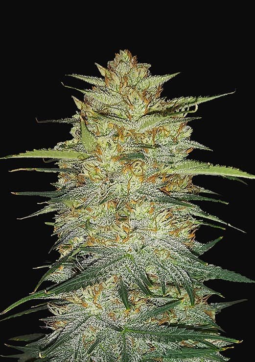 Buy Fast Buds OG Kush Auto Cannabis Seeds in Manchester