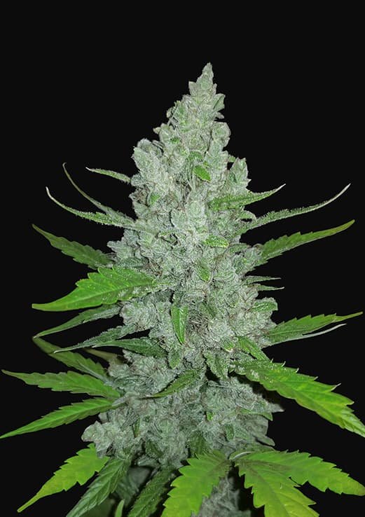 Buy Fast Buds Sour Diesel Auto Cannabis Seeds in Manchester
