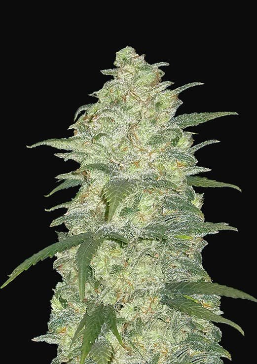 Buy Fast Buds White Widow Auto Cannabis Seeds in Manchester