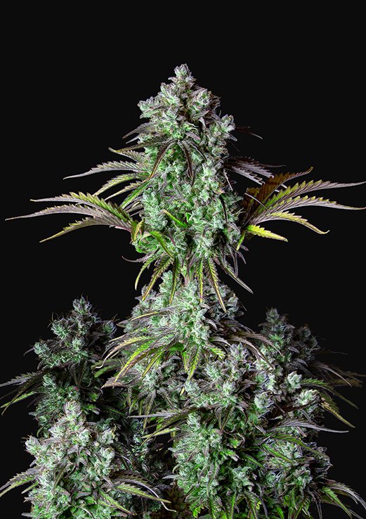 Buy Fast Buds Big Bud Auto Cannabis Seeds in Manchester