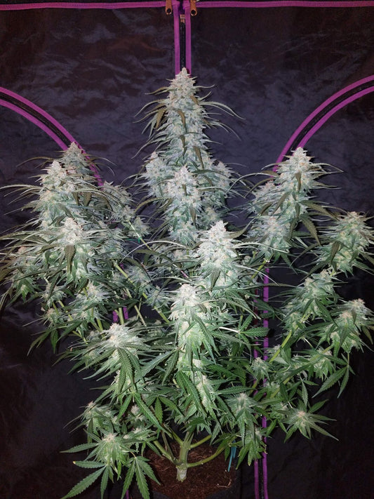 Buy Fast Buds Pineapple Express Auto Cannabis Seeds in Manchester