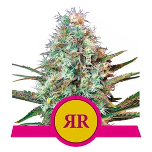 Buy Royal Queen Seeds Royal Runtz Cannabis Seeds UK