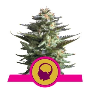Buy Royal Queen Seeds Amnesia Haze Cannabis Seeds UK