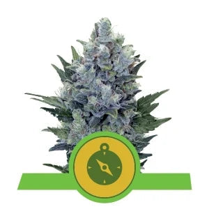 Buy Royal Queen Seeds Northern Lights Automatic Cannabis Seeds UK