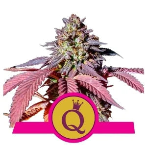 Buy Royal Queen Seeds Purple Queen Cannabis Seeds UK