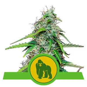 Buy Royal Queen Seeds Royal Gorilla Automatic Cannabis Seeds UK