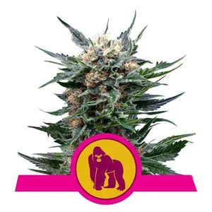Buy Royal Queen Seeds Royal Gorilla Cannabis Seeds UK