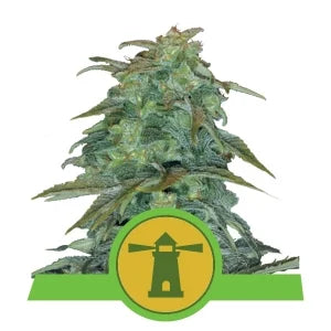 Buy Royal Queen Seeds Royal Haze Automatic Cannabis Seeds UK