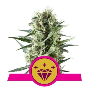 Buy Royal Queen Seeds Special Kush 1 Cannabis Seeds UK