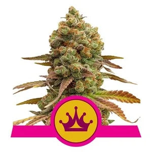 Buy Royal Queen Seeds Special Queen 1 Cannabis Seeds UK